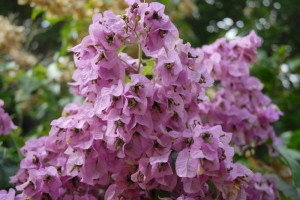 BougainvilleaArborea