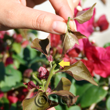 Pinch_Pinched Bougainvillea Shoot BGI
