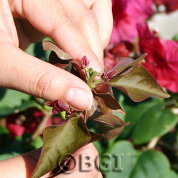 Pinch_Step 3 BGI