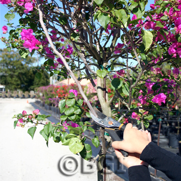 Prune_Step 1