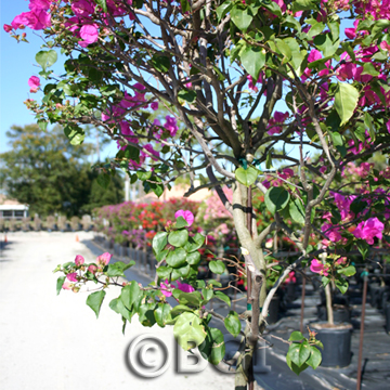 Prune_Step 2
