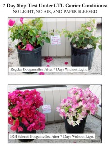 Shatter-Proof Bougainvillea