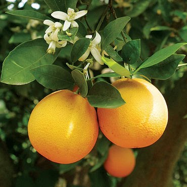 Citrus Plant Care