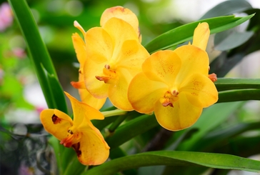 Orchids 101
