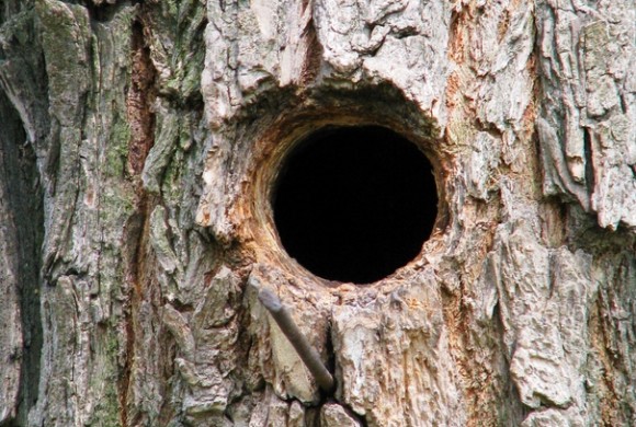 The Black Hole Vortex