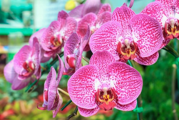 Beginner’s Guide To Orchid Care