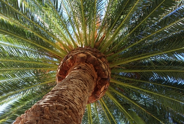 Palm Trees 101